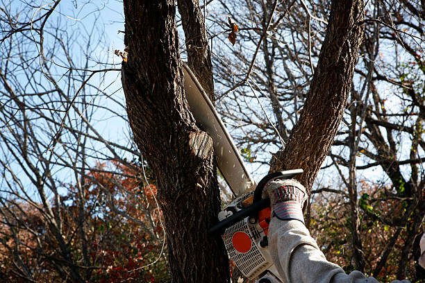 Leaf Removal in Delafield, WI