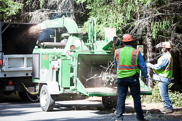 Professional Tree Removal Services in Delafield, WI