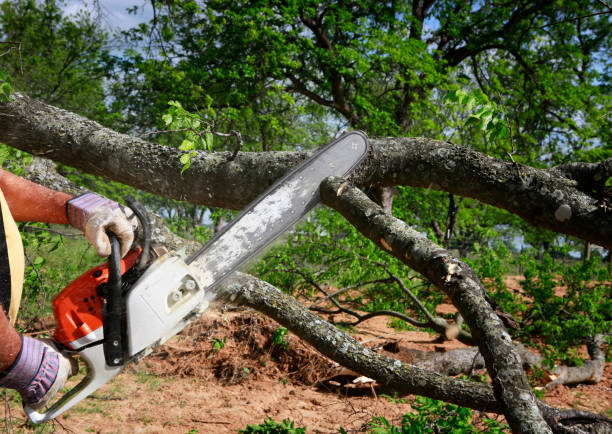 How Our Tree Care Process Works  in  Delafield, WI